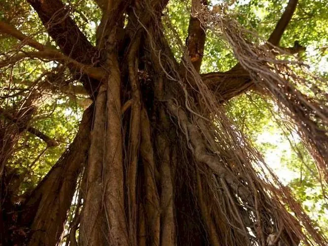 Nahua Potrero (Guanacaste)